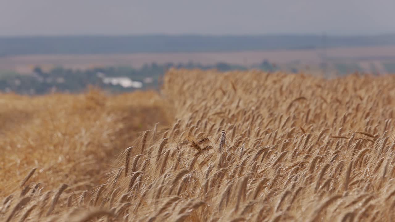 Beautiful Swaying Ears of Wheat in the Subtle Wind of the Field