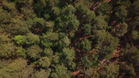 surrey woodland birds eye view. bourne woods, uk