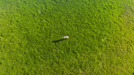 Wide-drone-shot-with-tracking-shot-over-a-lone-cow-grazing-grass-in-a-meadow