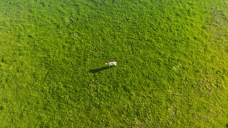 wide drone shot with tracking shot over a lone cow grazing grass in a meadow