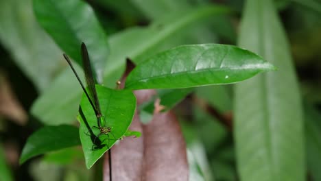 Seen-perched-on-a-leaf-moving-with-the-wind-while-moving-its-fore-right-foot-then-wipes-its-eyes