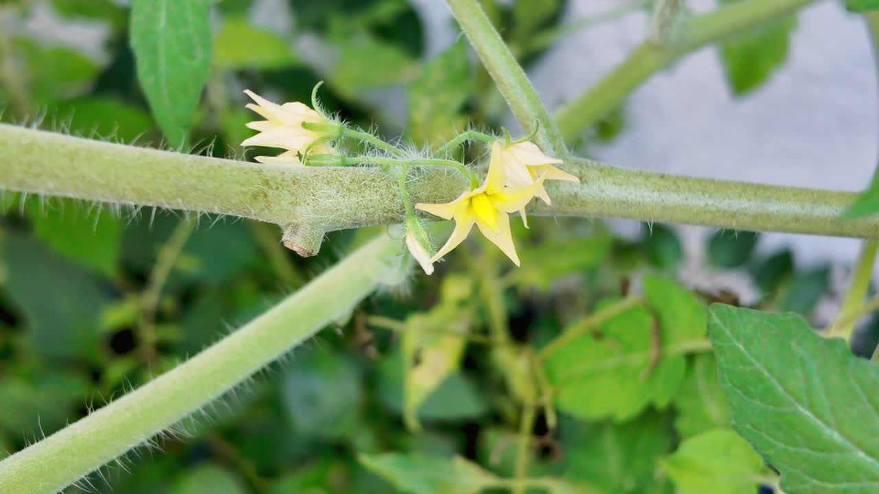 Flowering tomato plant in spring garden grow well in home