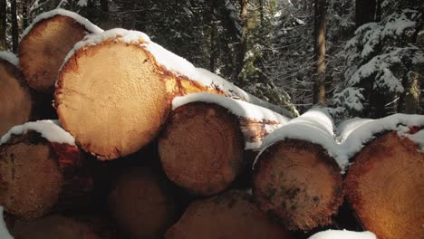 lot of logs lying in the winter woods on a sunny day