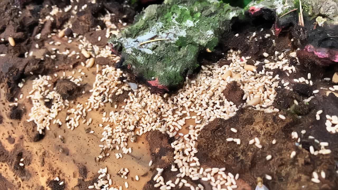 애벌레를 지하로 끌어다가 구하는 개미