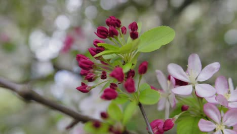 Rosa-Rosa-Flor-Primer-Plano