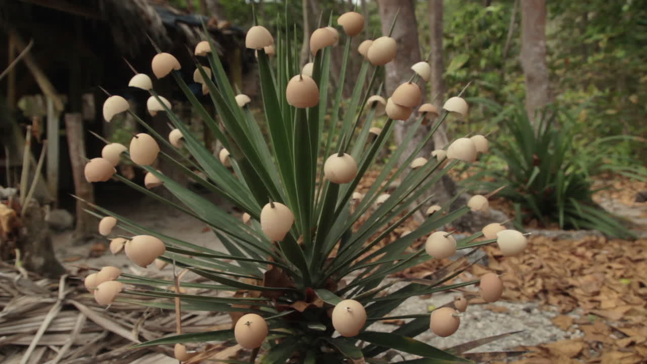 Strange plant with egg shells over the spiky leafs at the Darien Gap - Capurganá, Colombian Caribbean Coast