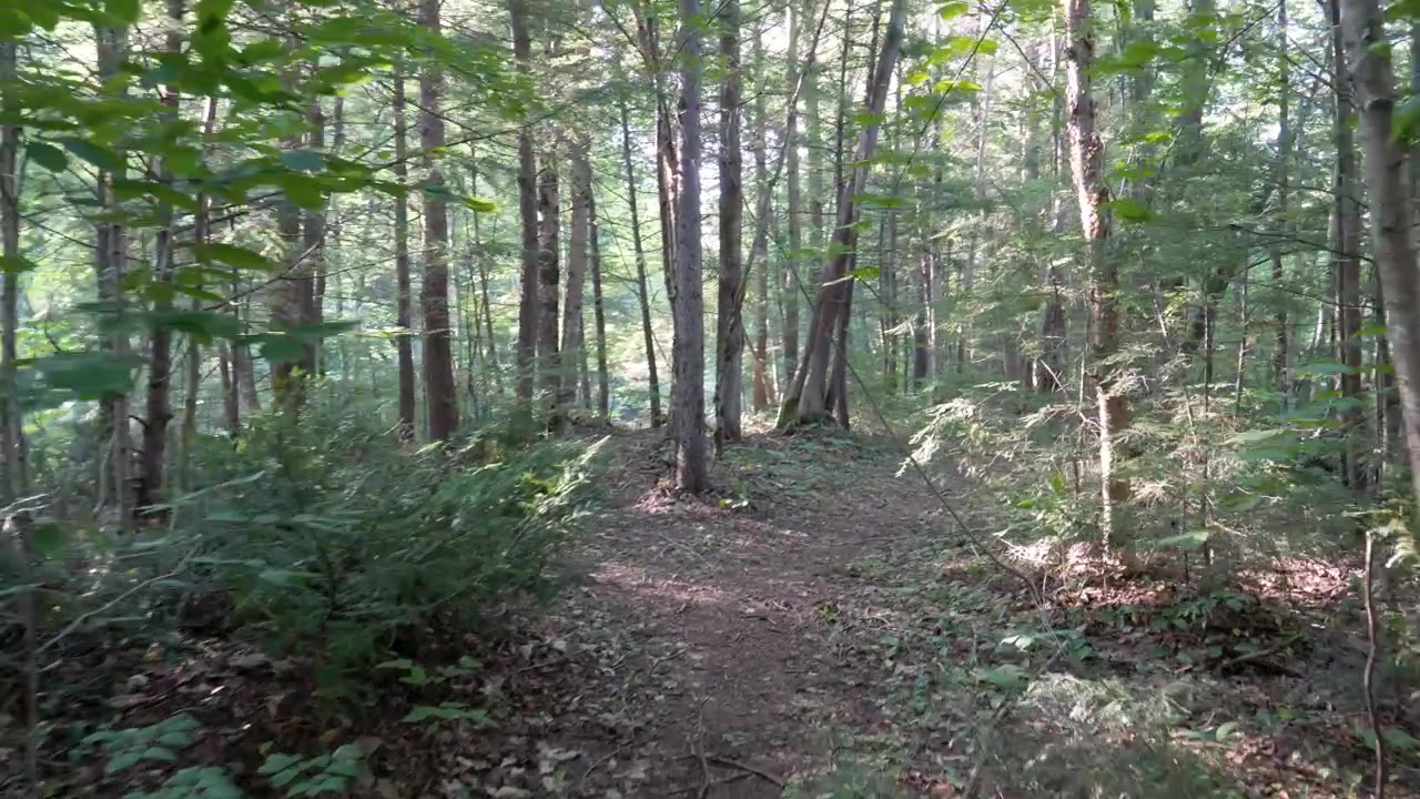 Camminata nel bosco tra gli alberi.