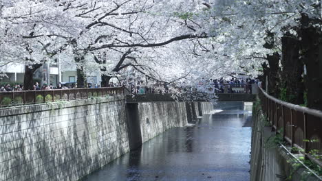 meguro river with blooming cherry blossom and many locals during hanami in tokyo, japan