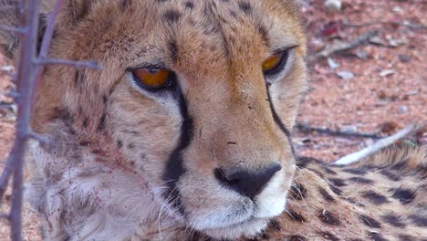 hermoso primer plano de un guepardo con ojos marrones conmovedores mirando a lo lejos en las llanuras de áfrica 1