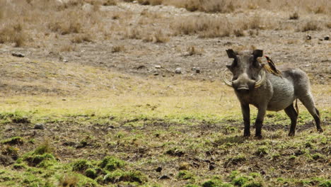 cerdo salvaje o cerdo en el parque nacional de nairobi en kenia