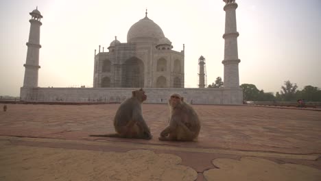 dos monos sentados junto al taj mahal