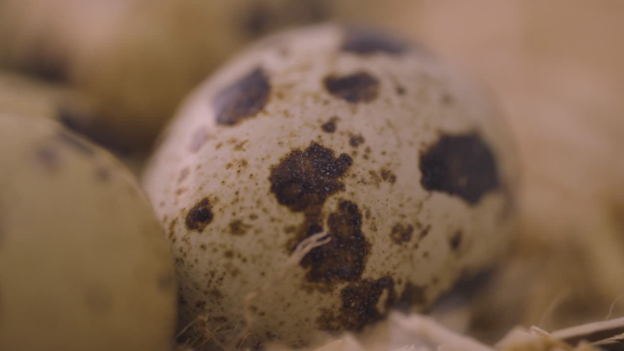 Close-up of a speckled quail egg
