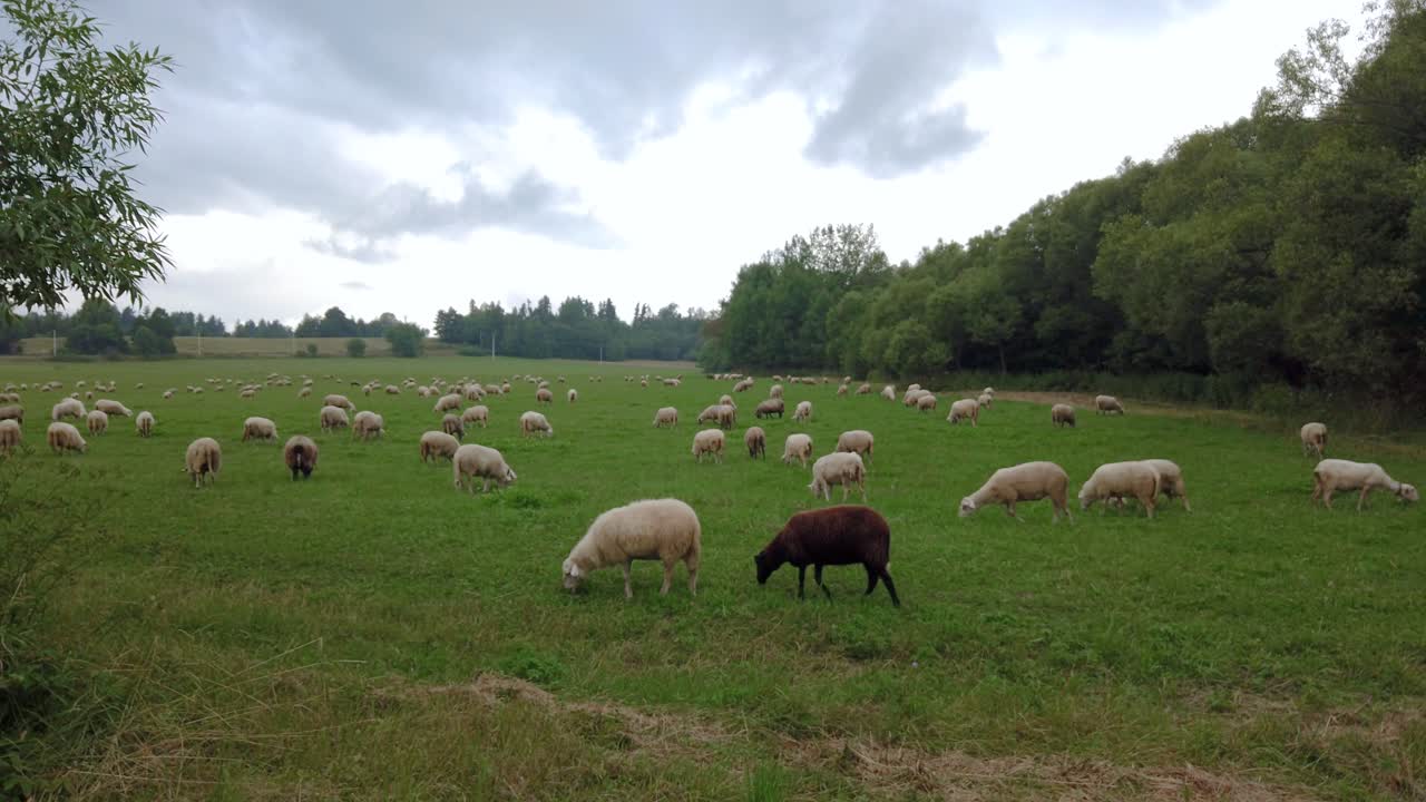 Pecore al pascolo su campo verde con una pecora nera, slow motion, dolly
