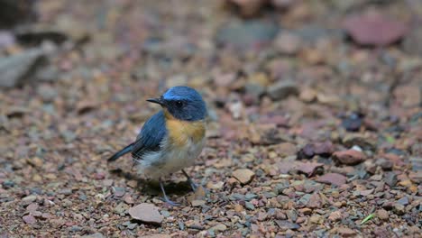 Gesehen-Auf-Einem-Steinigen-Boden,-Der-Nach-Oben-Schaut-Und-Seinen-Kopf-Bewegt-Und-Dann-Nach-Vorne-Geht,-Indochinesischer-Blauer-Fliegenschnäpper-Cyornis-Sumatrensis,-Thailand