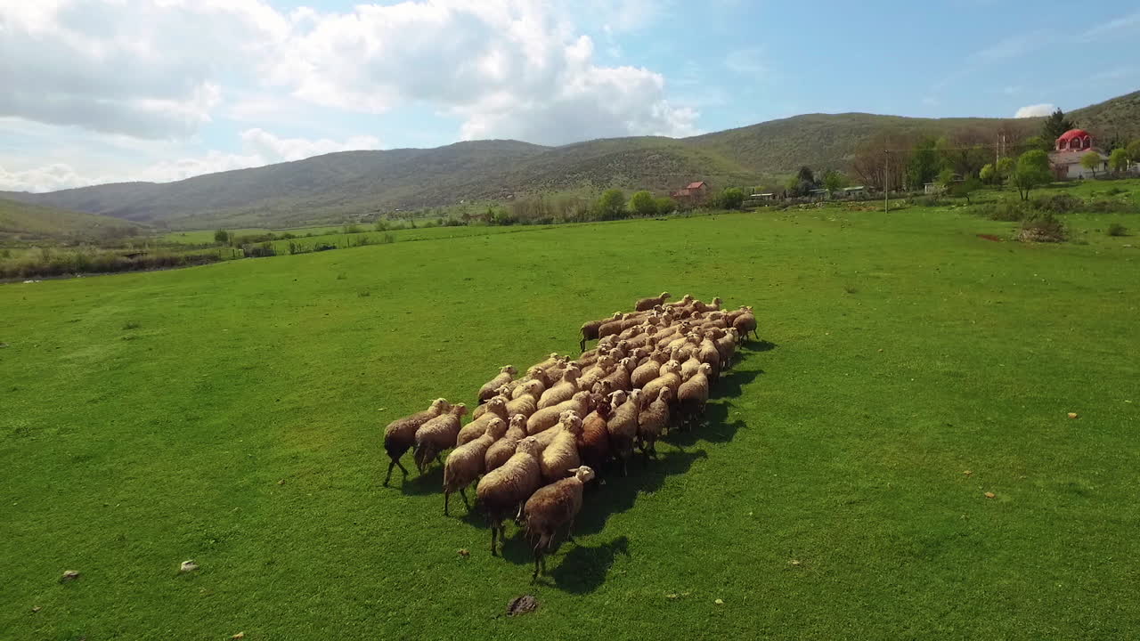 Aerial view over farming field with herd of sheeps grazing below and running. 50FPS