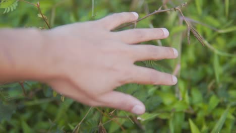 Gesto-Poético-De-La-Mano-Hacia-Las-Hojas-Verdes-Y-Las-Plantas-Jóvenes,-Paz-Con-La-Naturaleza,-Toma-Cinematográfica-En-Cámara-Lenta