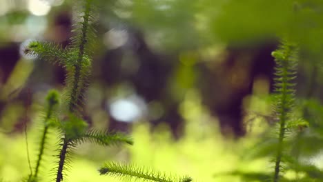 videos of grass in borneo tropical rainforest with elements of morning sunlight and blur or bokeh effects. this footage with smooth camera movement.