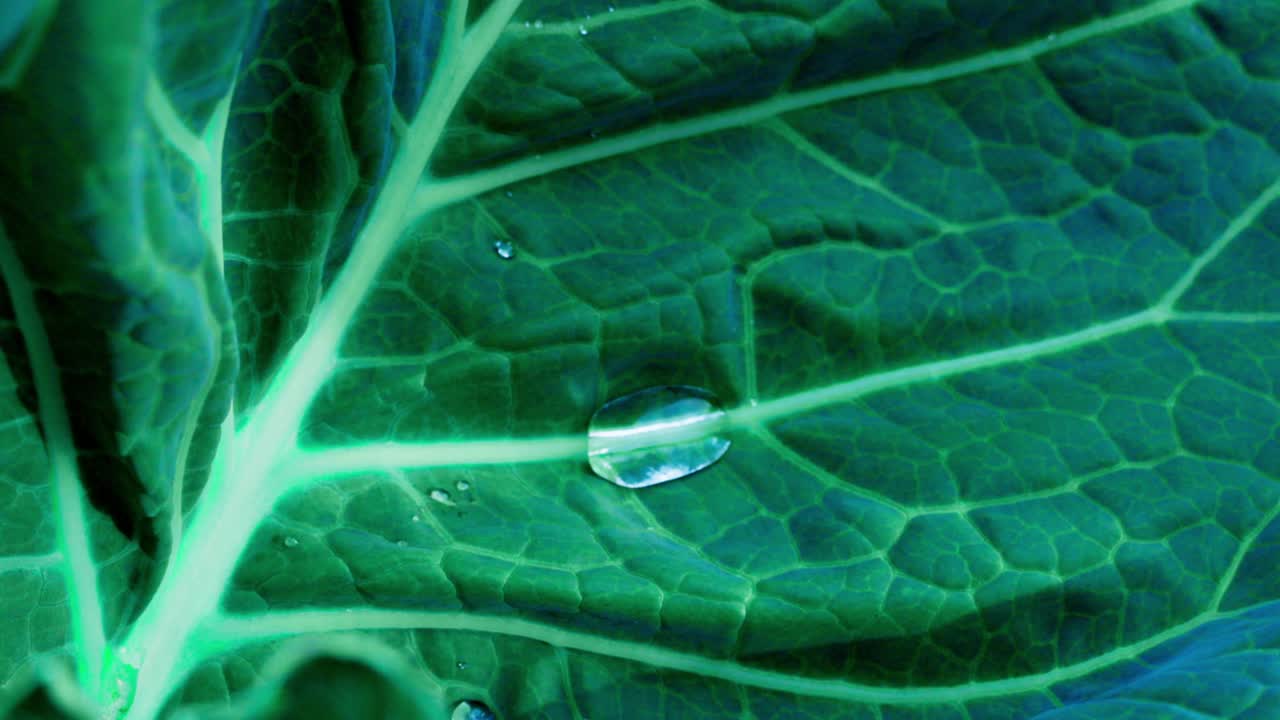 Close-up of a kale leaf with water droplets