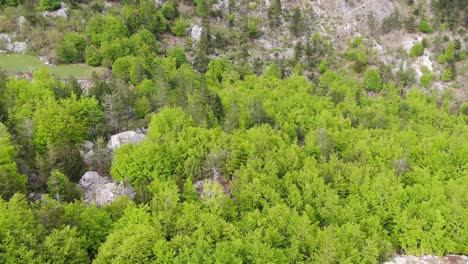 Drone-view-in-Albania-vertical-lift-in-the-alps-showing-green-forest-on-a-valley-surrounded-by-mountain-with-snowy-peaks-in-Valbon?