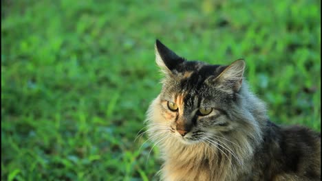 gato en el césped