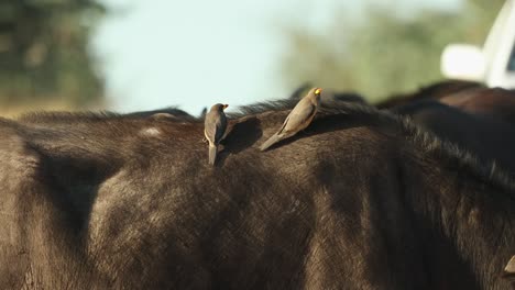 two yellow-billed oxpecker sitting on the back of a cape buffalo, kruger national park.