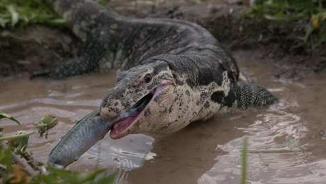 asian water monitor eating in slow motion - fish in water