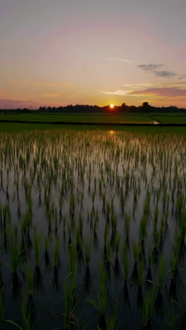rice paddy sunset/sunrise