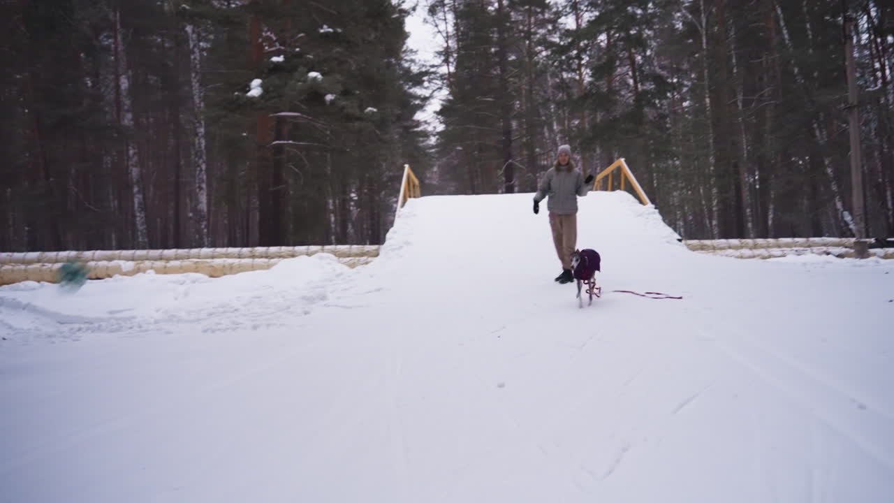 Woman holding green ball plays with whippet dog in purple coat on snowy bridge in winter forest. Dog appears ready to chase toy, leash extended, as overcast sky and pine trees set peaceful scene