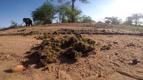 Eine-Gruppe-Von-Mistkäfern,-Die-Im-Großen-Krüger-Nationalpark-In-Afrika-Um-Elefantenmist-Kämpfen-Und-Ihn-Sammeln