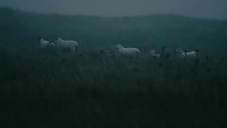 sheep in mist in field. animals in countryside