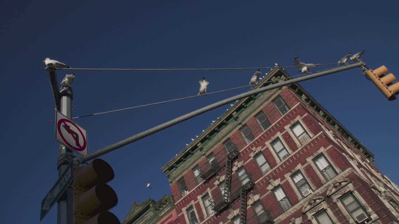 Ripresa a mano di gabbiani nelle strade di New York City. Scattata in una giornata invernale nel Lower East Side di Manhattan