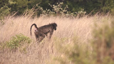 Mono-Babuino-Chacma-En-La-Hierba-De-La-Sabana-Girando-Y-Alejándose