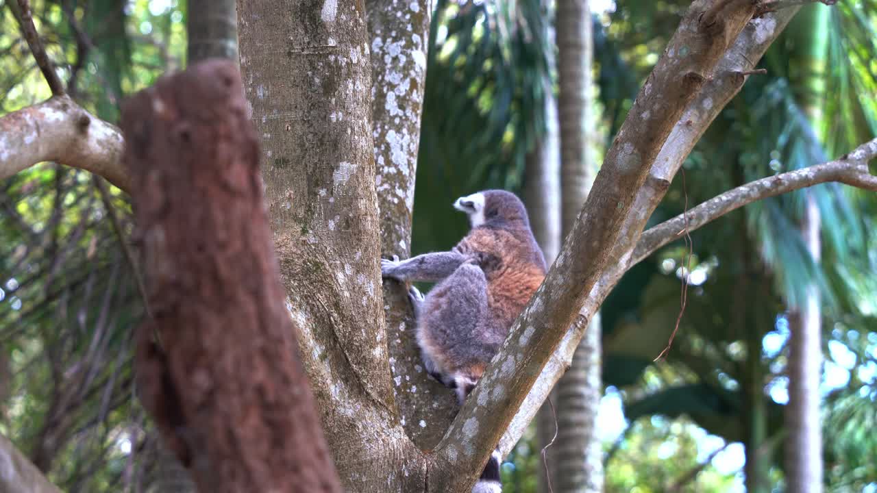primer plano de un exótico lémur de cola anillada, lemur catta endémico de la isla de madagascar con una larga cola rayada en blanco y negro colgando del árbol, descansando y relajándose en el tenedor del árbol
