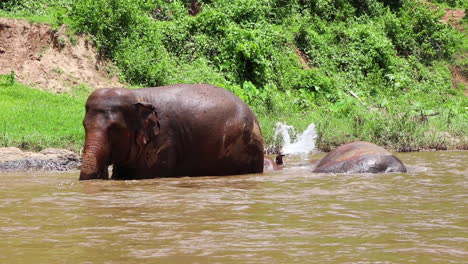 Elefante-Parado-En-El-Río-Mientras-Chapotean-Detrás-De-él.