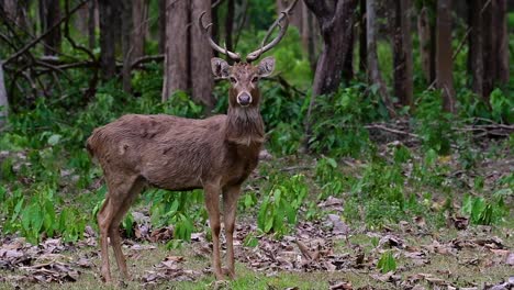 Der-Eldhirsch-Ist-Aufgrund-Von-Lebensraumverlust-Und-Jagd-Eine-Vom-Aussterben-Bedrohte-Art