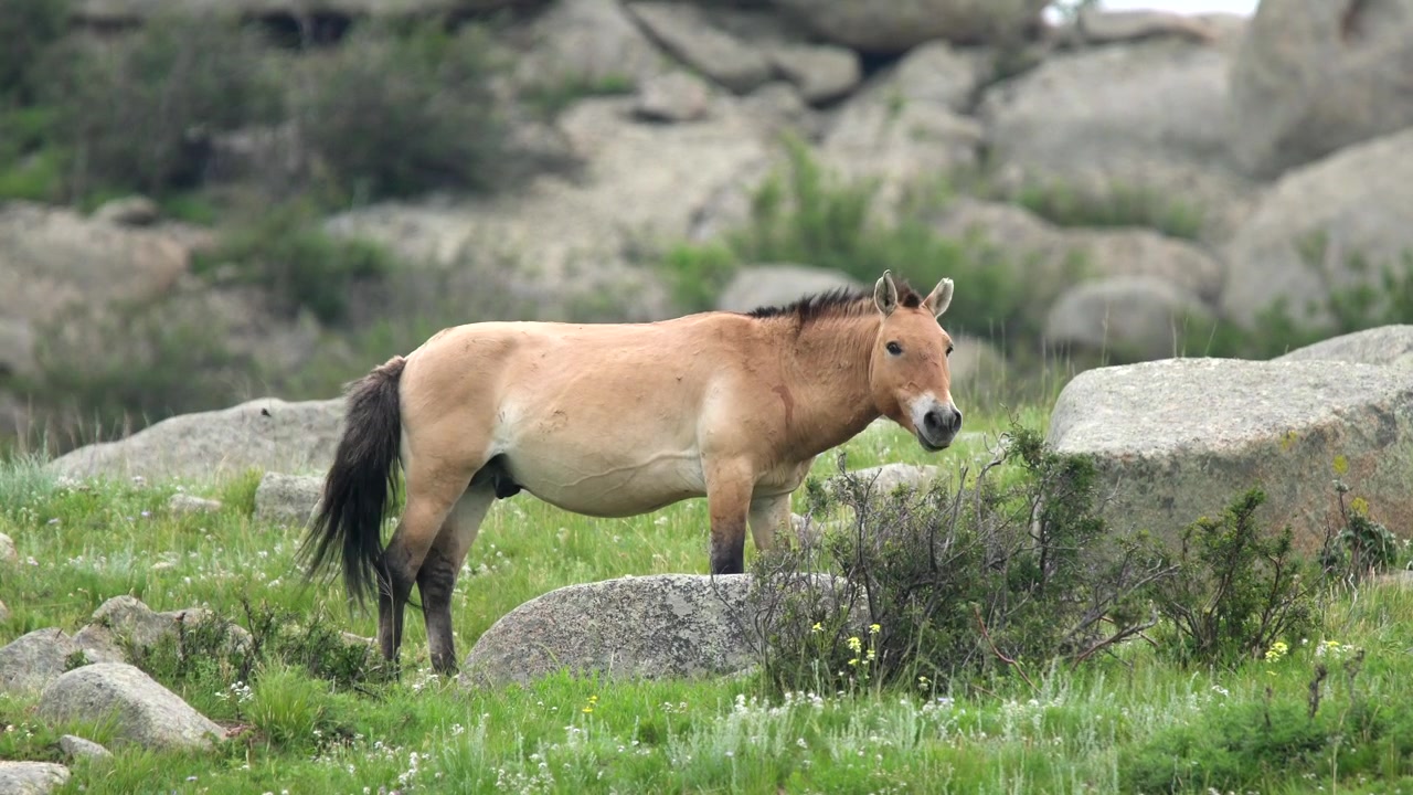 Cavalo de Przewalski Pastando num Prado Rochoso