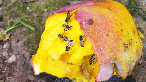 European-bee-eating-mango-that-fell-from-the-tree-on-the-ground