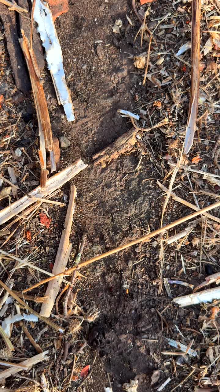 Close-up Views of Dry Ground with Organic and Man-made Debris