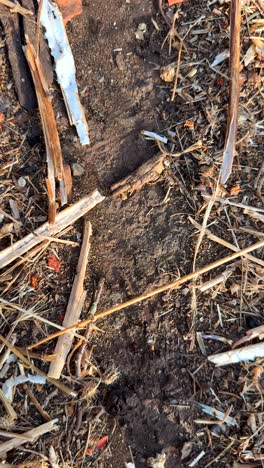 close-up views of dry ground with organic and man-made debris