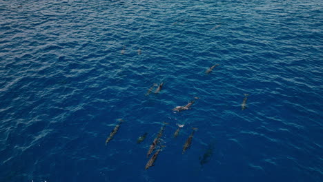 clear blue water around maldives with dolphin movement seen under rippling surface, natural backdrop background