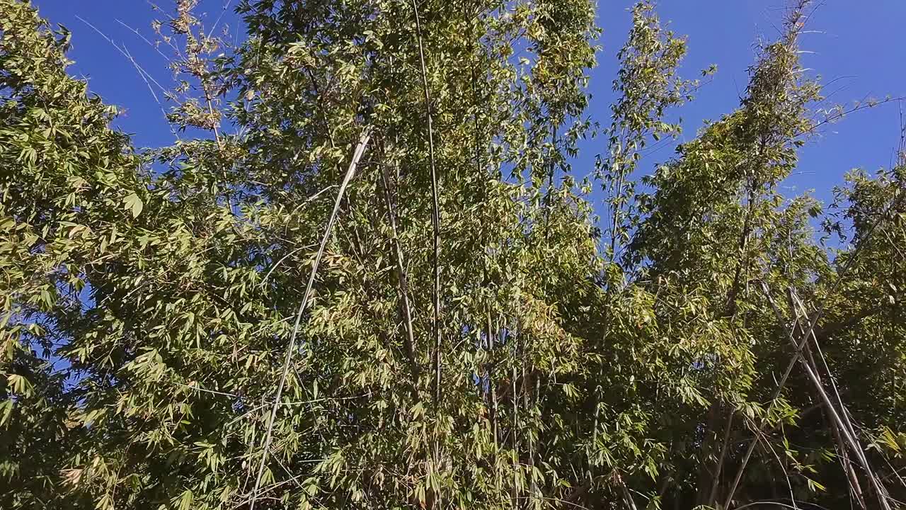 Pan shot of trees in the center of Jiutepec during the day in Morelos, Mexico