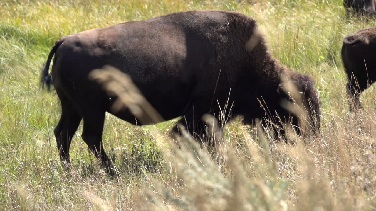 Telephoto shot of bison grazing on prairie grass.