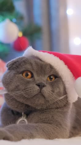 A Gray Purebred Cat with Big Eyes Sits in a Santa Hat on a Christmas Background a Gray Purebred Cat with Big Eyes Sits in a Santa Hat on a Christmas Background New Years Mood Funny Pets