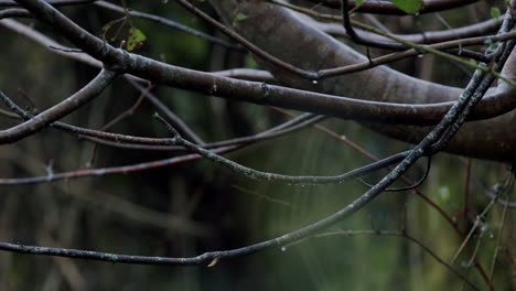 Still-tree-branches-with-water-droplets-in-forest,-slow-zoom-in