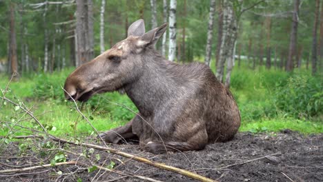 female moose in norwegian forest - closed eyes and relaxing on ground during summer- handheld static closeup