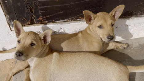 dos lindos perros acostados