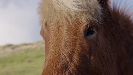 close-up in slow motion of an icelandic horse opening his mouth and showing the teeth