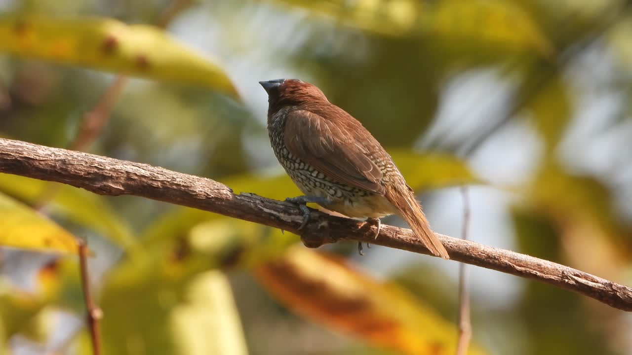 munia de pecho escamoso. en arbol