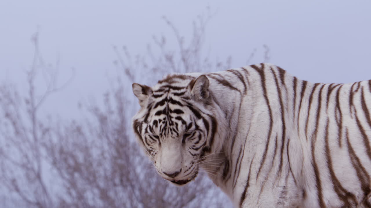 White tiger looks towards camera licks nose and bends down