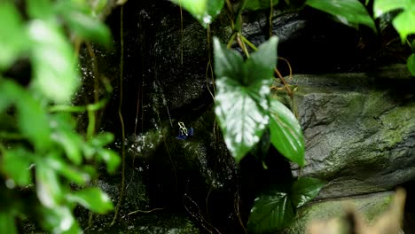 a frog moves through lush, green foliage